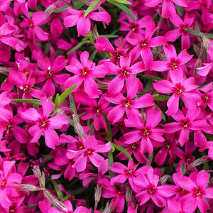 Флокс шиловидный Скарлет Флэйм / Phlox subulata "Skarlet Flame"