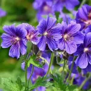 Герань гималайская Бэби Блю / Geranium himalayense "Baby Blue" С2