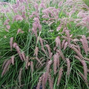 Пеннисетум восточный Фламинго / Pennisetum orientale "Flamingo" С2