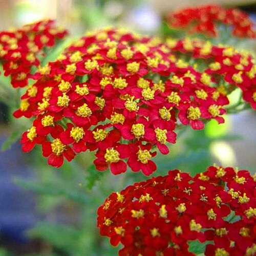 Тысячелистник обыкновенный Паприка / Achillea millefolium "Paprika" С2
