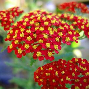 Тысячелистник обыкновенный Паприка / Achillea millefolium "Paprika" С2