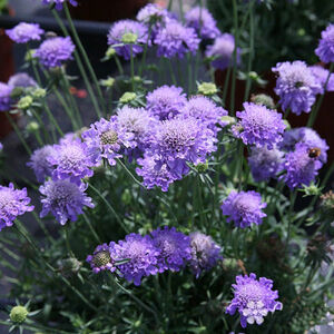 Скабиоза японская Ритц Блю /Scabiosa japonica "Ritz Blue" С1,5