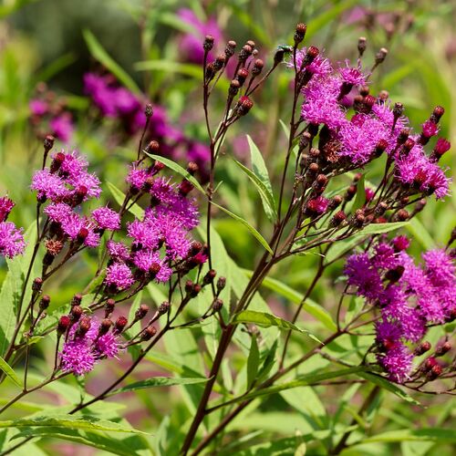 Вернония пучковая / Vernonia fasciculata