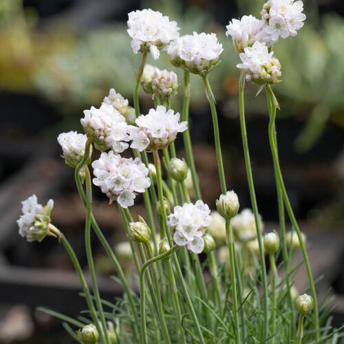 Армерия приморская Морнинг Стар Деп Вайт / Armeria maritima "Morning Star Deep White"