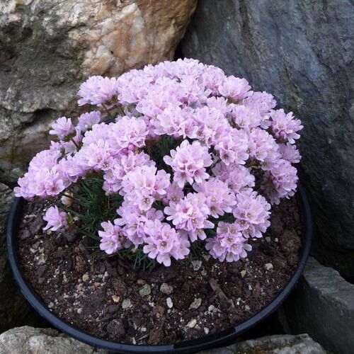 Армерия можевелолистная Дрэйкс Дип Форм / Armeria juniperifolia "Drakes Deep Form"