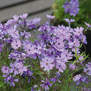Флокс шиловидный Парпл Бьюти / Phlox subulata "Purple Beauty"