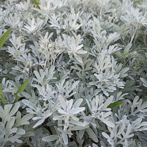 Полынь Стеллера Сильвер Брокада / Artemisia stelleriana "Silver Brocade" С2