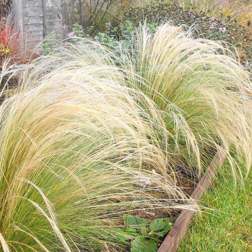 Ковыль Элегантиссима / Stipa "Elegantissima"