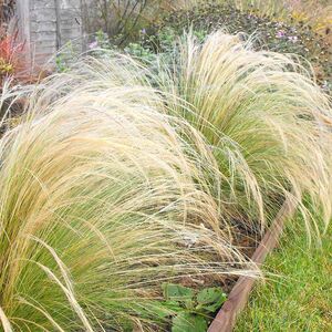 Ковыль Элегантиссима / Stipa "Elegantissima"