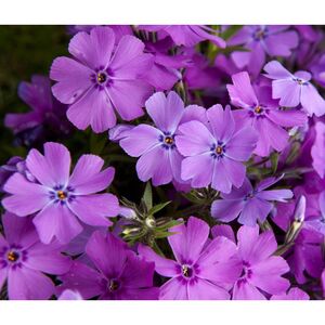 Флокс шиловидный Спринг Парпл / Phlox subulata "Spring Purple"