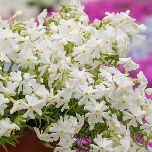 Флокс шиловидный Спринг Вайт / Phlox subulata "Spring White"