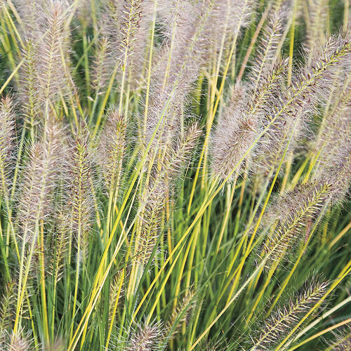 Пеннисетум лисохвостый Голдстайер / Pennisetum alopecuroides "Goldstaer" С2