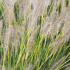 Пеннисетум лисохвостый Голдстайер / Pennisetum alopecuroides "Goldstaer" С2