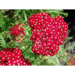 Тысячелистник обыкновенный Ред Вельвет / Achillea millefolium "Red Velvet"