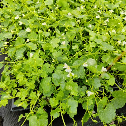 Цимбалярия постенная / Cymbalaria muralis С1,5