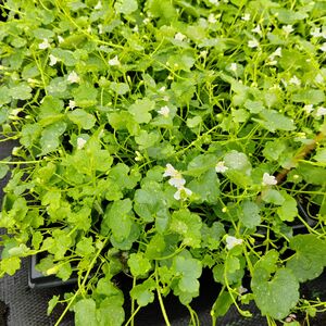 Цимбалярия постенная / Cymbalaria muralis С1,5