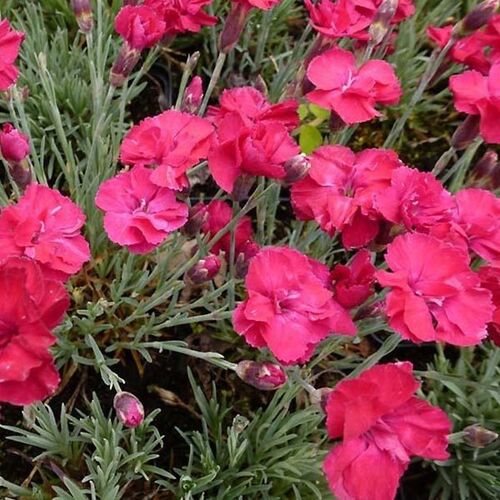 Гвоздика сизая Аннетт / Dianthus gratianopolitanus "Annette"