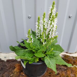 Шалфей дубравный Бамбл Сноу / Salvia nemorosa "Bumble Snow" С2