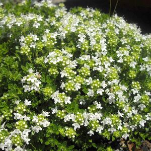 Тимьян ползучий Альбус / Thymus serpyllum Albus С2