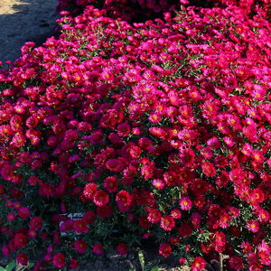 Астра новобельгийская Руби Ред / Aster novibelgii "Royal Ruby" С2