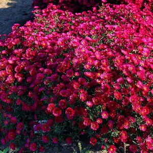 Астра новобельгийская Роял Руби / Aster novibelgii "Royal Ruby"