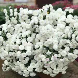 Астра новобельгийская Сноу Вайт / Aster Symphyotrichum novi-belgii "Snow White" С2