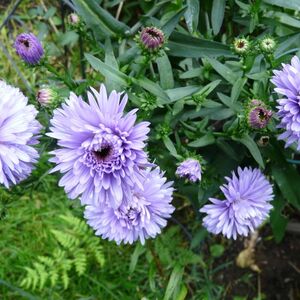 Астра новобельгийская Лавандер / Aster Symphyotrichum novi-belgi "Lavender"