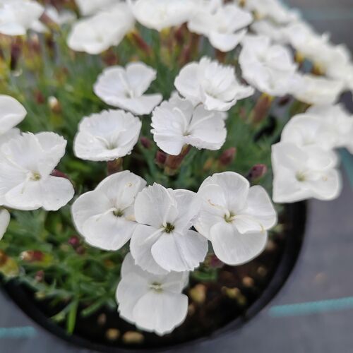 Гвоздика альпийская белая / Dianthus alpinus white С1,5