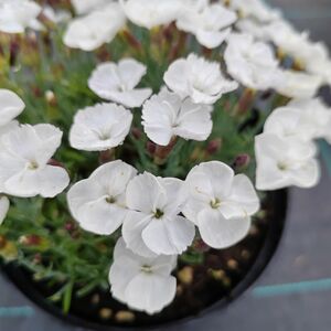 Гвоздика альпийская белая / Dianthus alpinus white