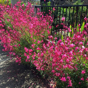 Гаура Линдхеймера Беллеза Депп Пинк / Gaura lindheimeri "Belleza Deep Pink" С2