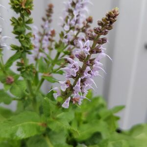 Шалфей дубравный Бамбл Скай / Salvia nemorosa "Bumble Sky" С2