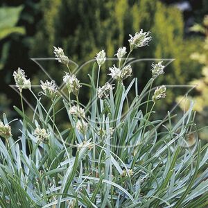 Сеслерия голубая / Sesleria caerulea С1,5