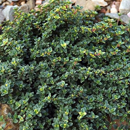 Тимьян лимонопахнущий Дун Велли / Thymus citriodorus "Doone Valley" С1,5