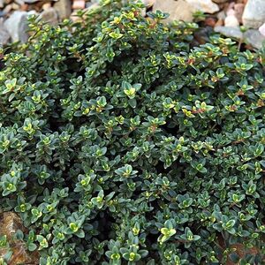 Тимьян лимонопахнущий Дун Велли / Thymus citriodorus "Doone Valley" С1,5