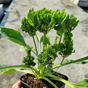 Подорожник Розулярис / Plantago Rosularis