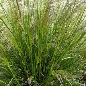 Луговик дернистый (щучка) Пикси Фонтейн / Deschampsia cespitosa "Pixie Fountain" С2