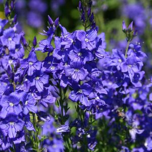 Вероника австрийская Кналблау / Veronica austriaca "Knallblau" С2