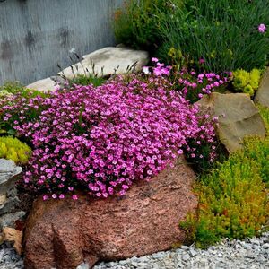 Гипсофила ползучая Кнуддель / Gypsophila "Knuddel" С2