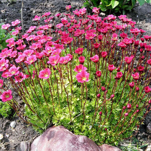 Камнеломка Арендса Хайлендер Ред / Saxifraga arendsii "Highlander Red" С2