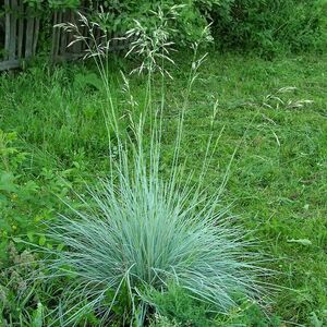 Овсец вечнозелёный / Helictotrichon sempervirens С2