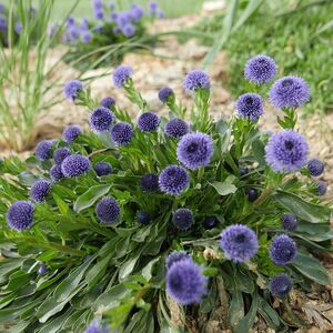 Глобулярия / Globularia bisnagarica С2