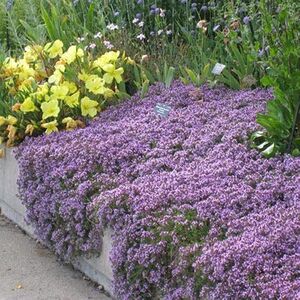Тимьян ранний Пигмей / Thymus praecox "Pygmaeus" С2