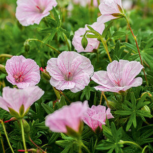 Герань кроваво-красная Пинк Пуф / Geranium sanguinea "Pink Pouffe" С2