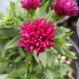 Астра новобельгийская Шоумейкер Маджента / Aster novi-belgii "Magenta" С2