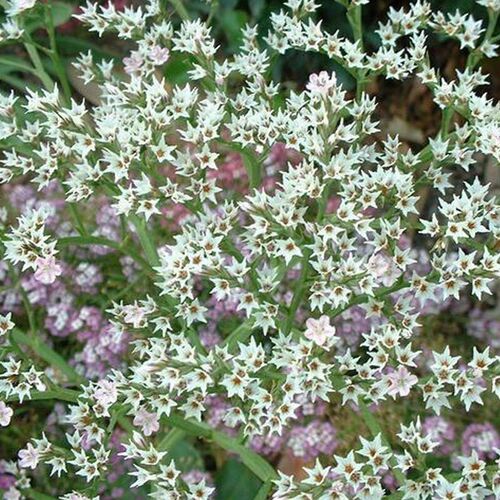 Кермек белый / Limonium white С2