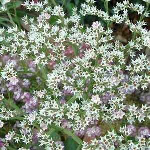 Кермек белый / Limonium white С2