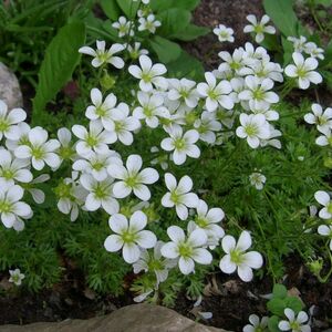 Камнеломка Арендса Альба / Saxifraga arendsii Alba С2
