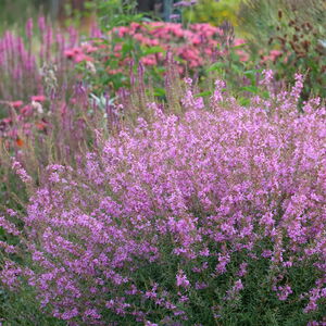 Дербенник иволистный Свирл / Lythrum salicaria "Swirl" С2
