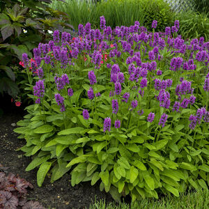 Стахис Монье Хуммело / Stachys "Monieri Hummelo" С2