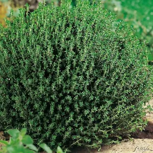 Тимьян обыкновенный Фредо / Thymus vulgaris "Fredo" С1,5